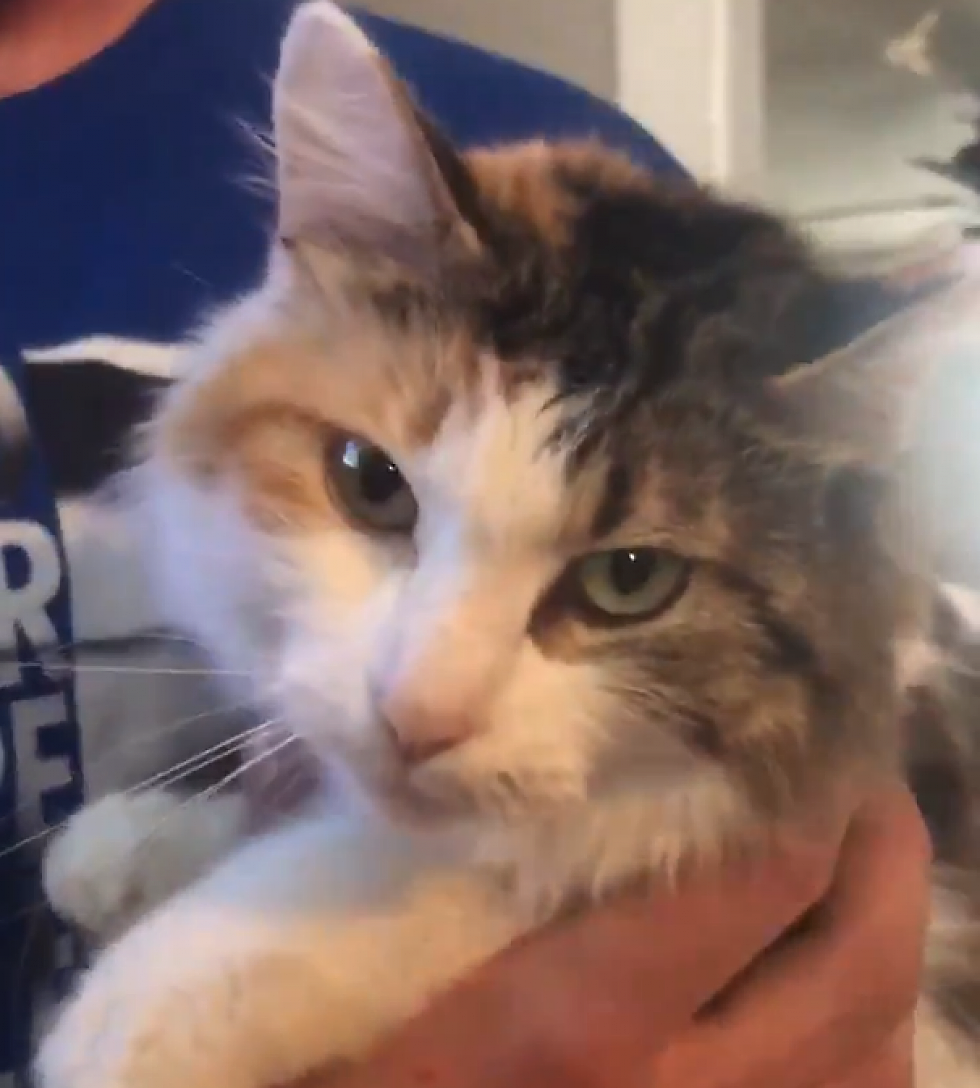 Abused Iowa Cat Back Safe with Owner [VIDEO]