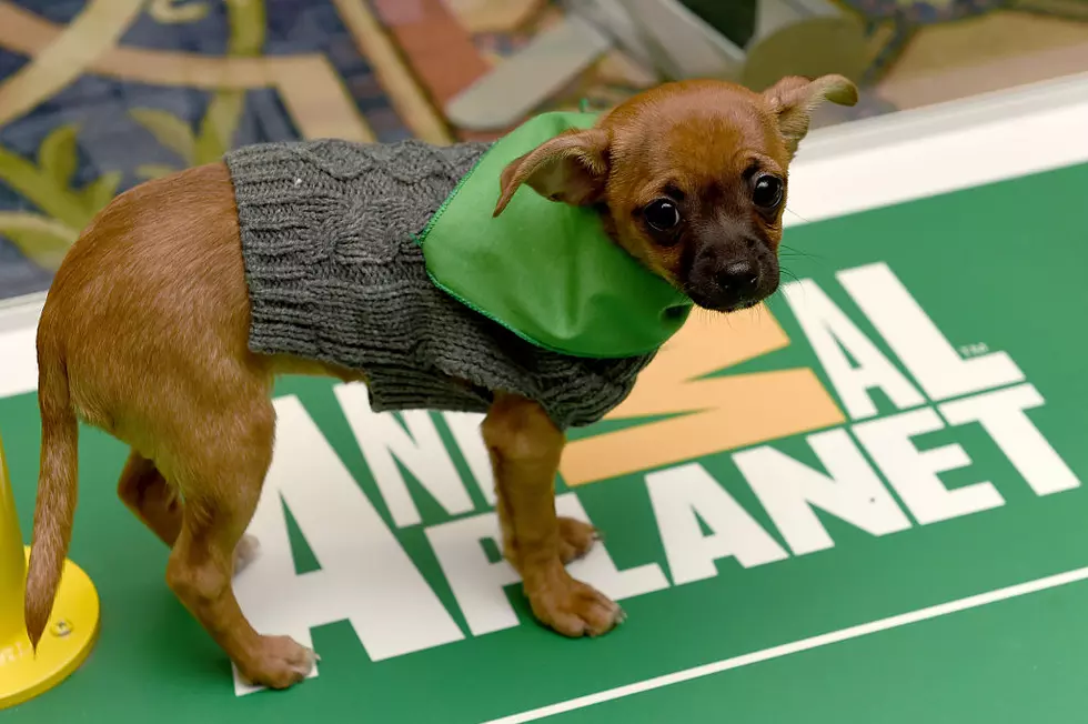 More Iowa Dogs Featured In This Year&#8217;s Puppy Bowl!