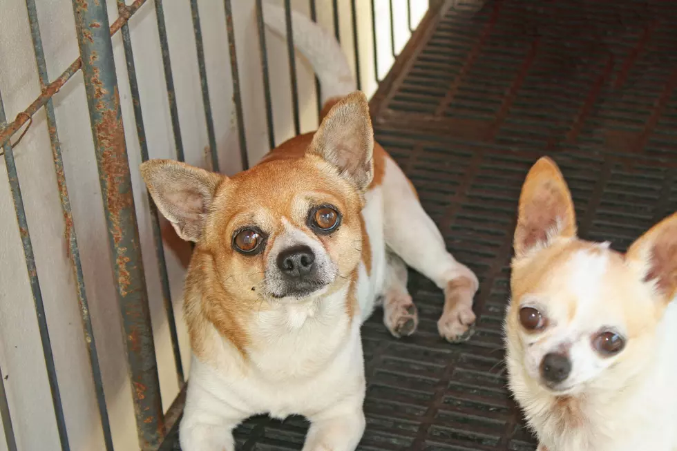 CR Animal Organizations Draft Ordinance Banning Puppy Mill Sales