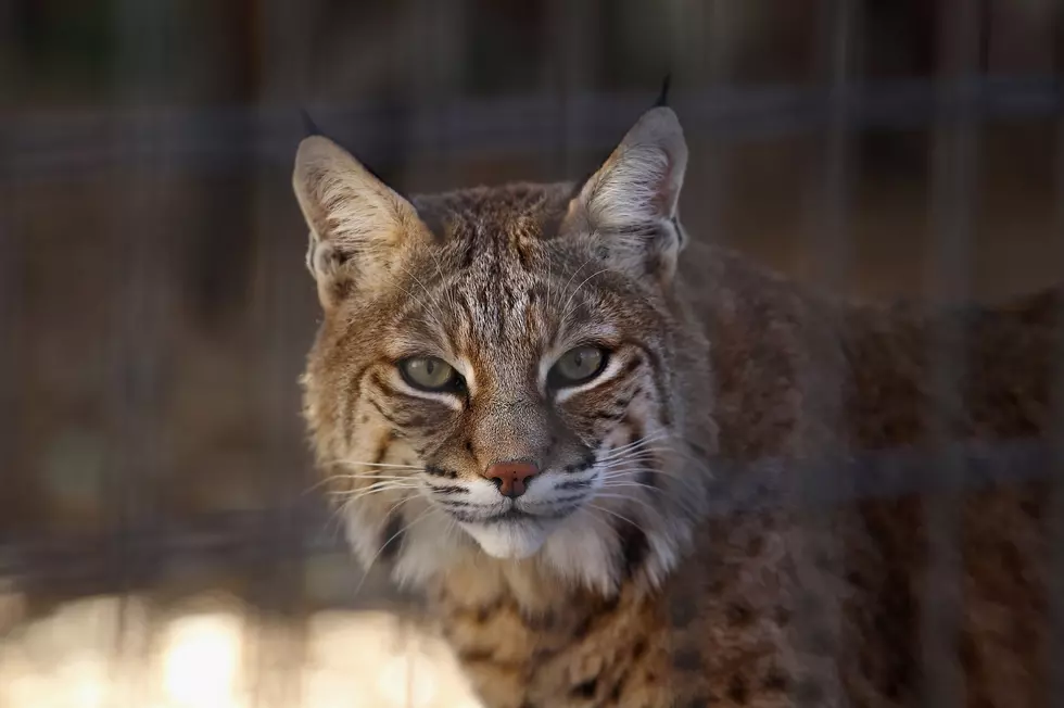 Iowa Homeowner Captures Bobcat on Security Camera