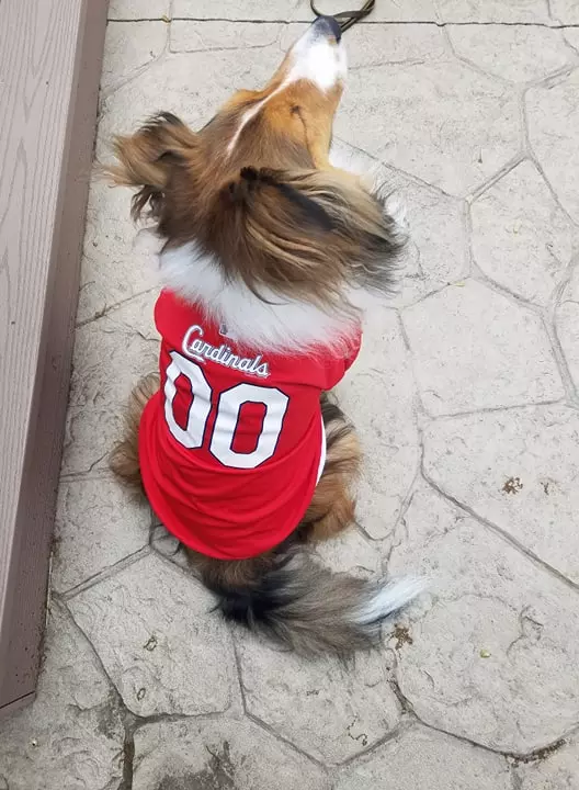 St. Louis Cardinals Dog T-Shirt - Red