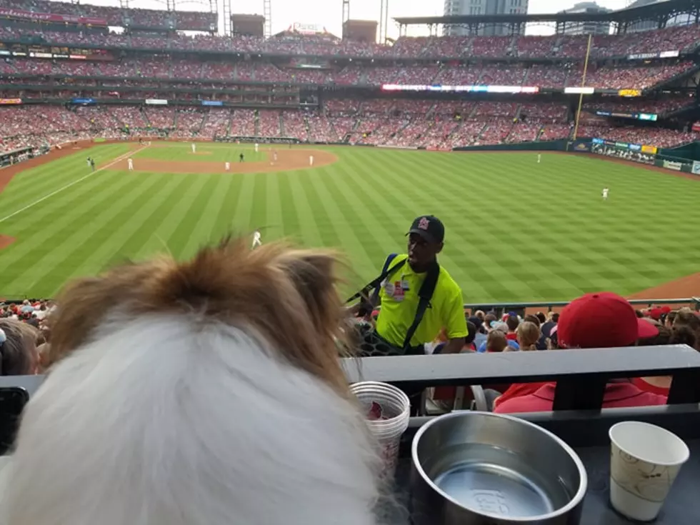 Bob's Dog, Casey, Had Quite a Weekend [PHOTOS]