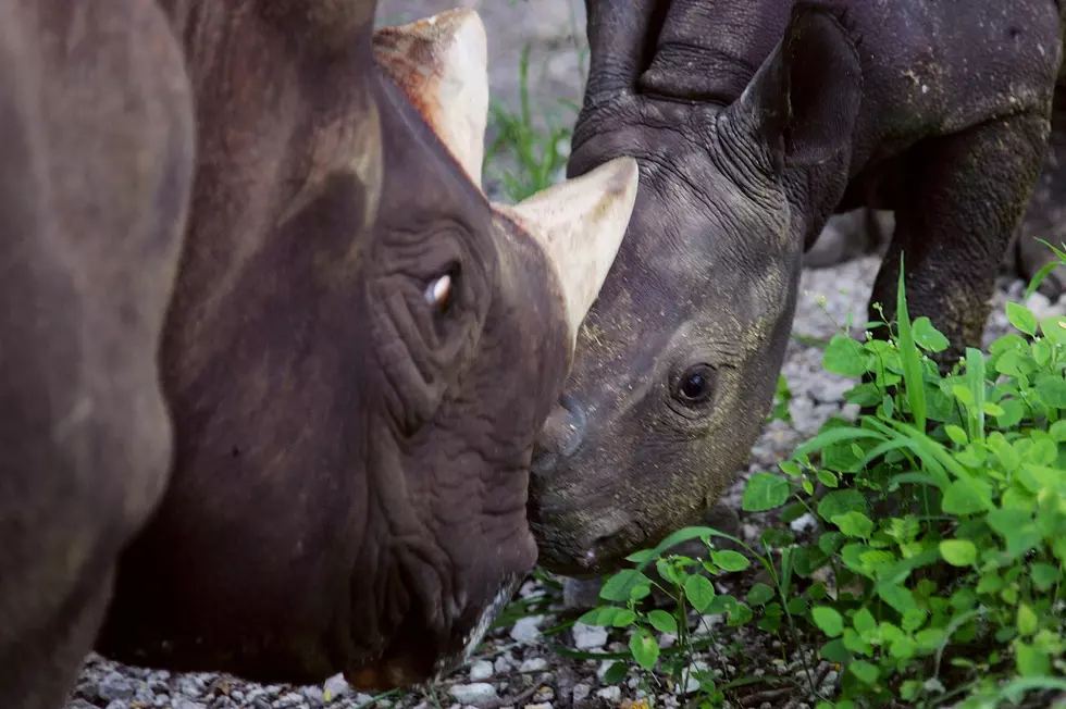 Iowa Zoogoers Introduced to Baby Rhino