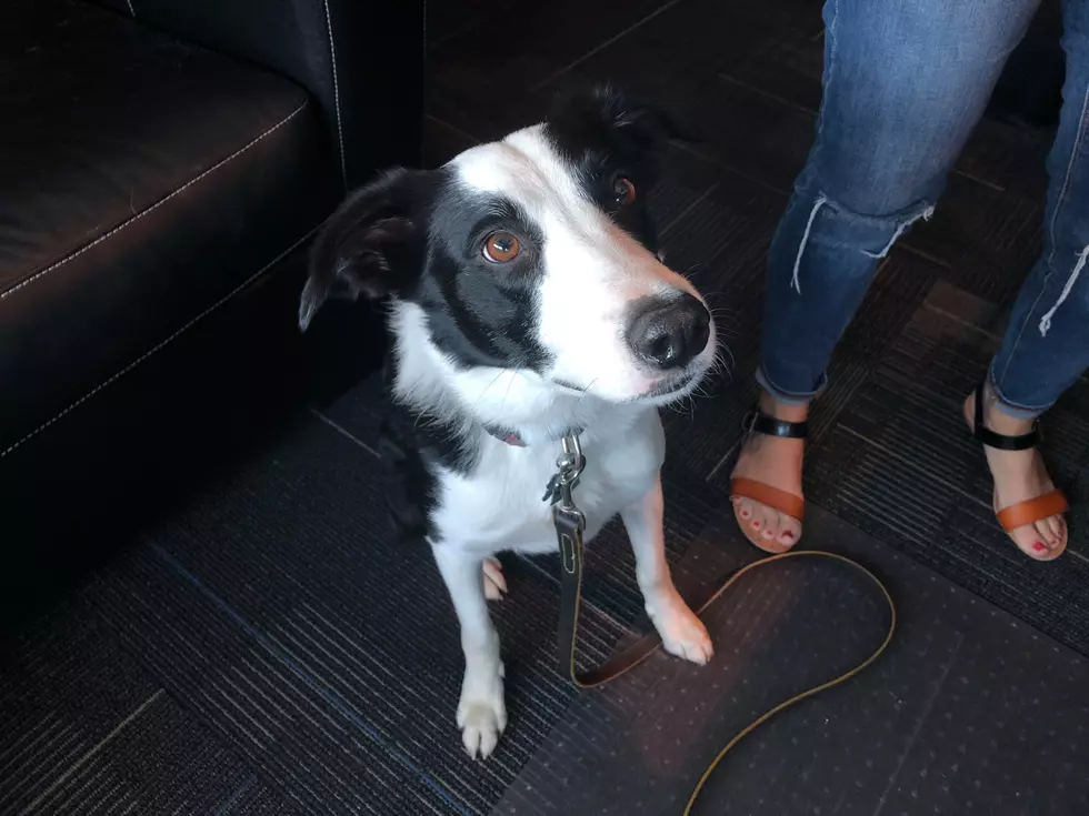 Meet Jerry – the VERY Well-Trained Border Collie Mix [VIDEO]