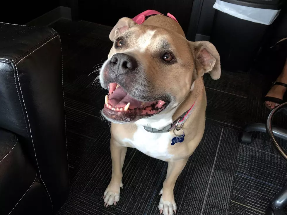 Meet The Lovable Pitbull Daisy! [VIDEO]