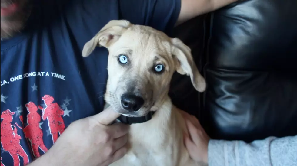 You Won&#8217;t Be Able To Resist Jasper! [VIDEO]