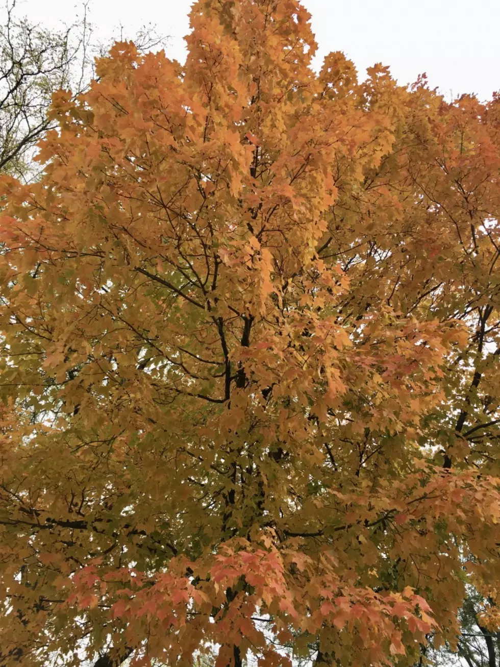 Cedar Rapids Foliage