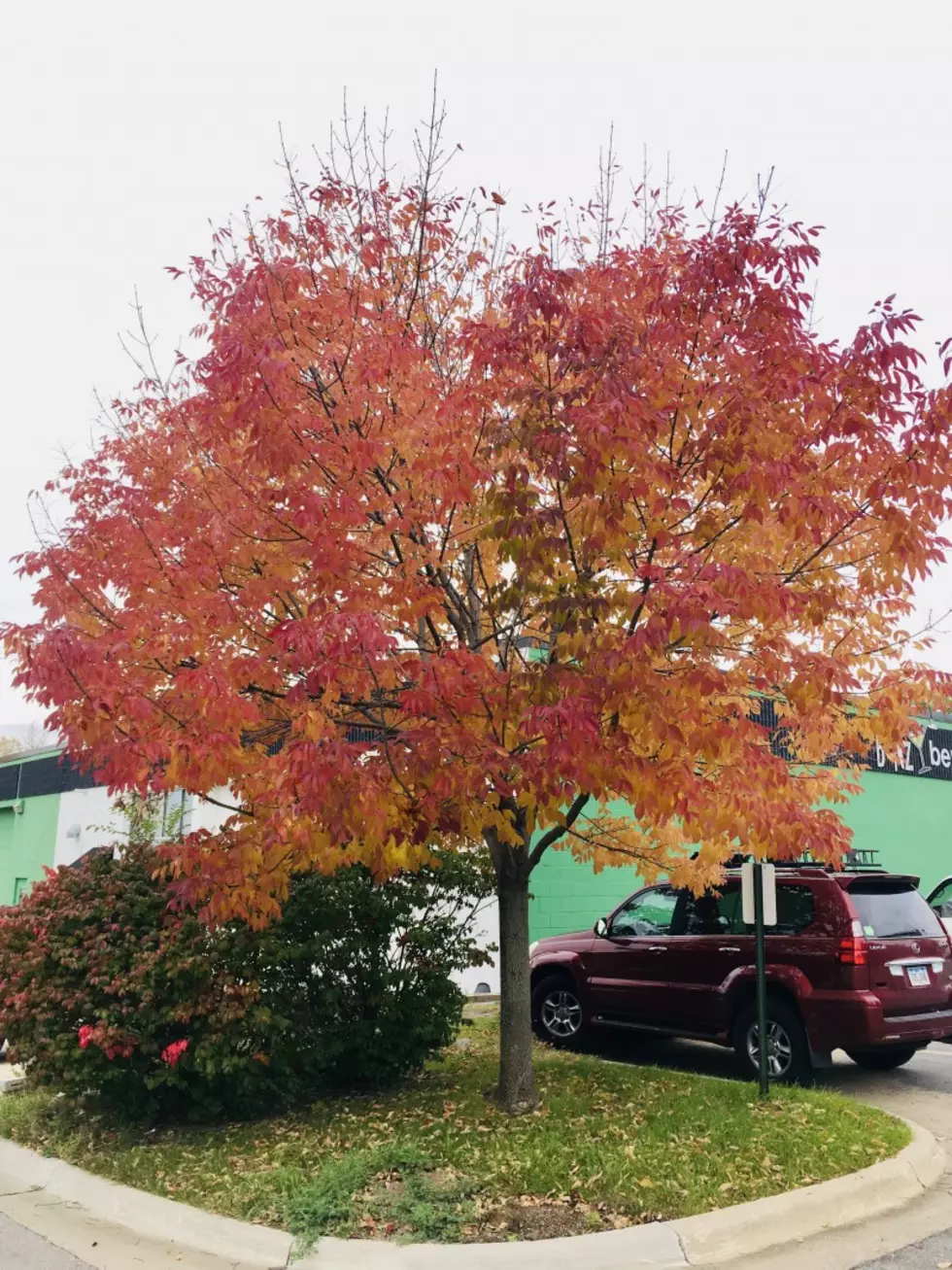 Cedar Rapids Foliage