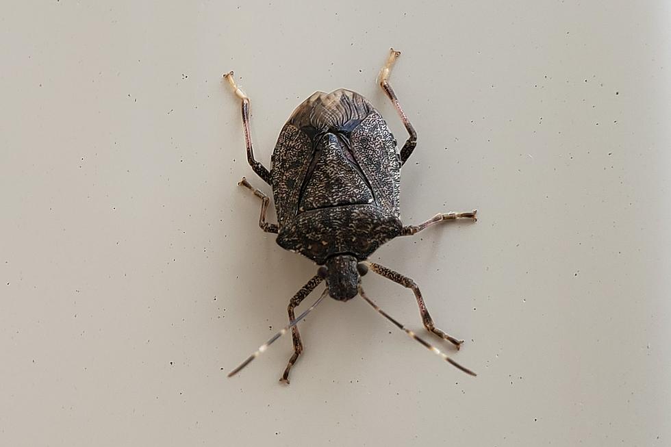 One of Iowa's Most-Hated Bugs Inviting Itself Inside for Fall