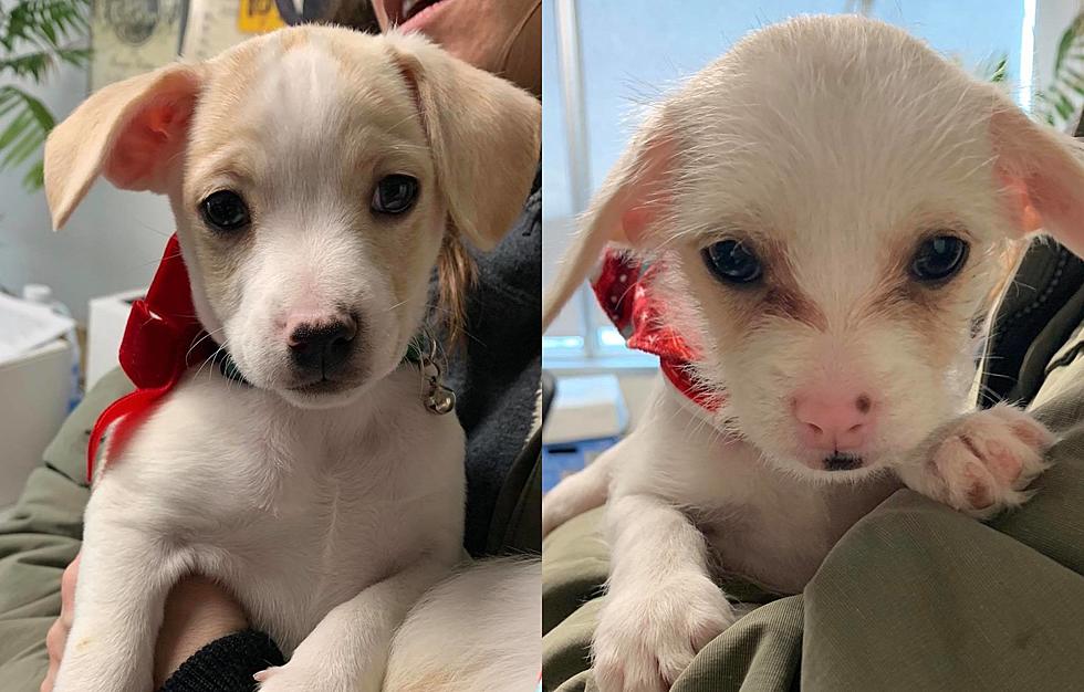 Two Adoptable Puppies Stopped by the KHAK Studio This Week!