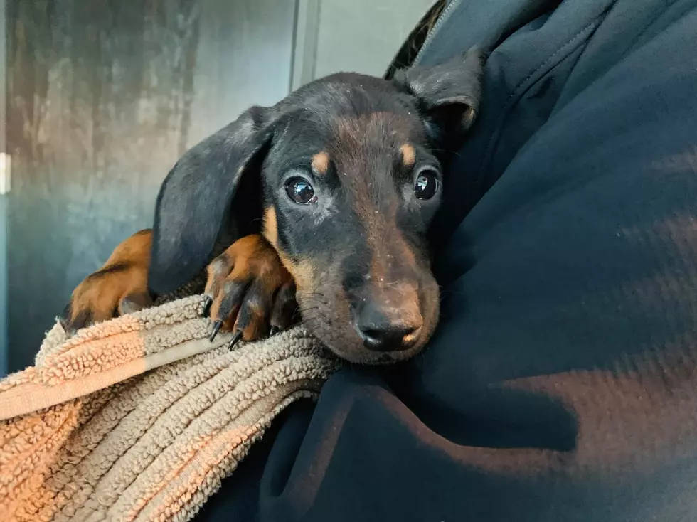 Rocky the Doberman Puppy Will Steal Your Heart