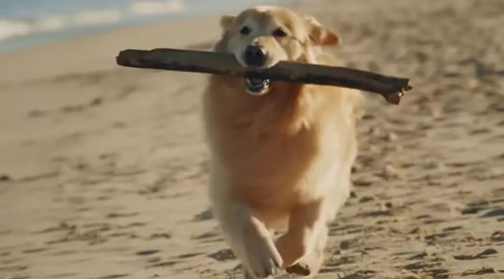 $6 Million Super Bowl Commercial Thanks Vets for Saving Dog’s Life