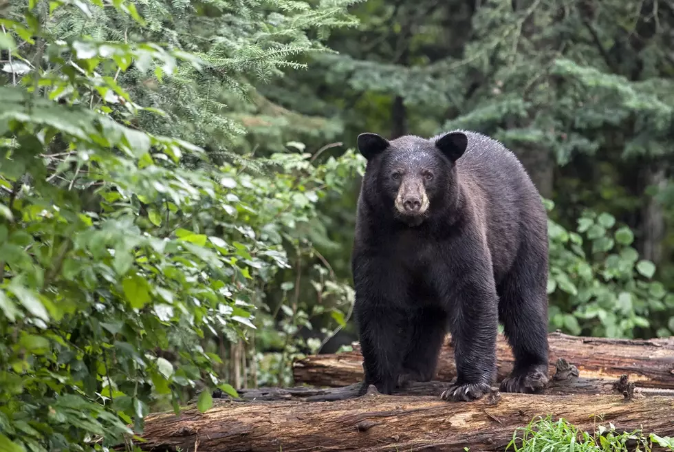 Huge Black Bear Strolling Around Eastern Iowa [PHOTOS/VIDEO]