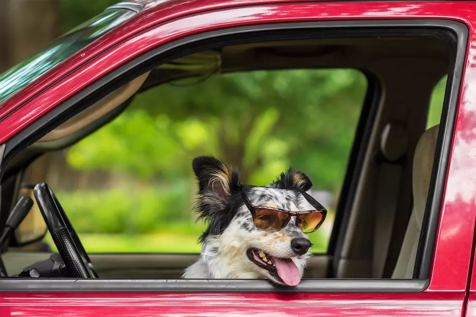 Bring Your Dogs Out For a ‘Critter Cruise’ on the 4th of July