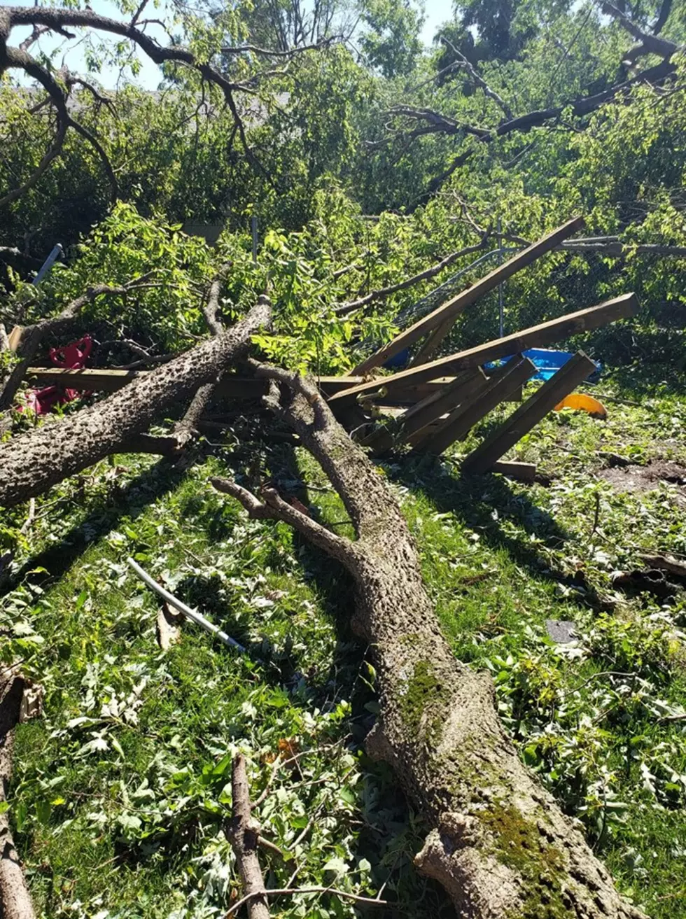 What Do You Do With Your Tree Debris in Linn County?