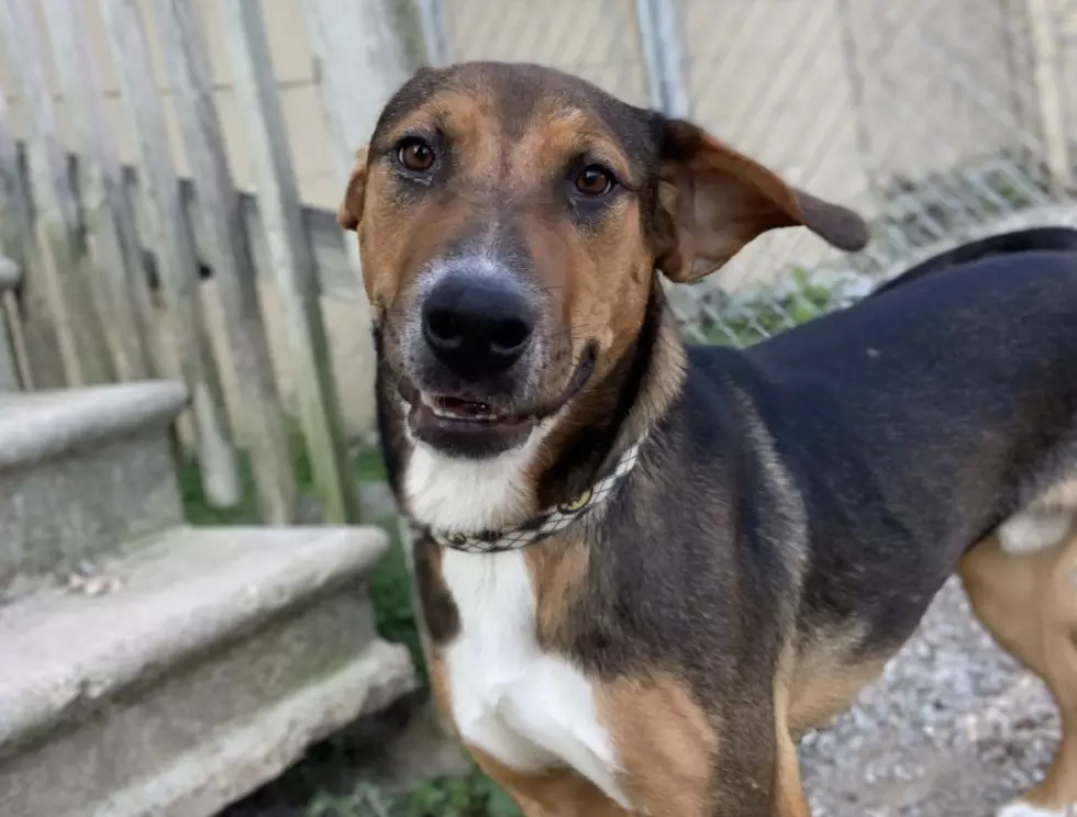 Duke is a Hound Dog Searching For Fun!