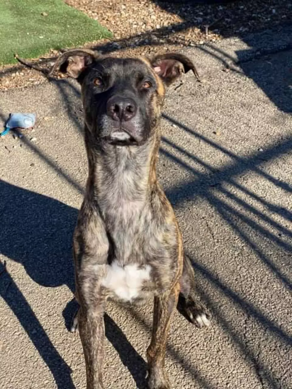 Last Hope Animal Rescue