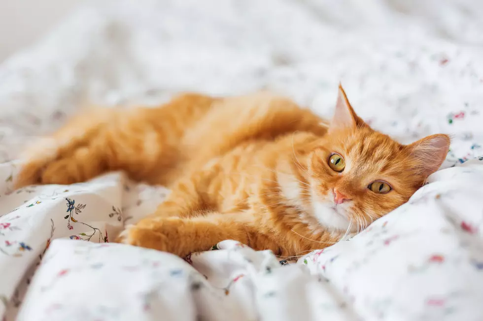 Organization Providing 150 Pet Beds to Local Shelter Cats