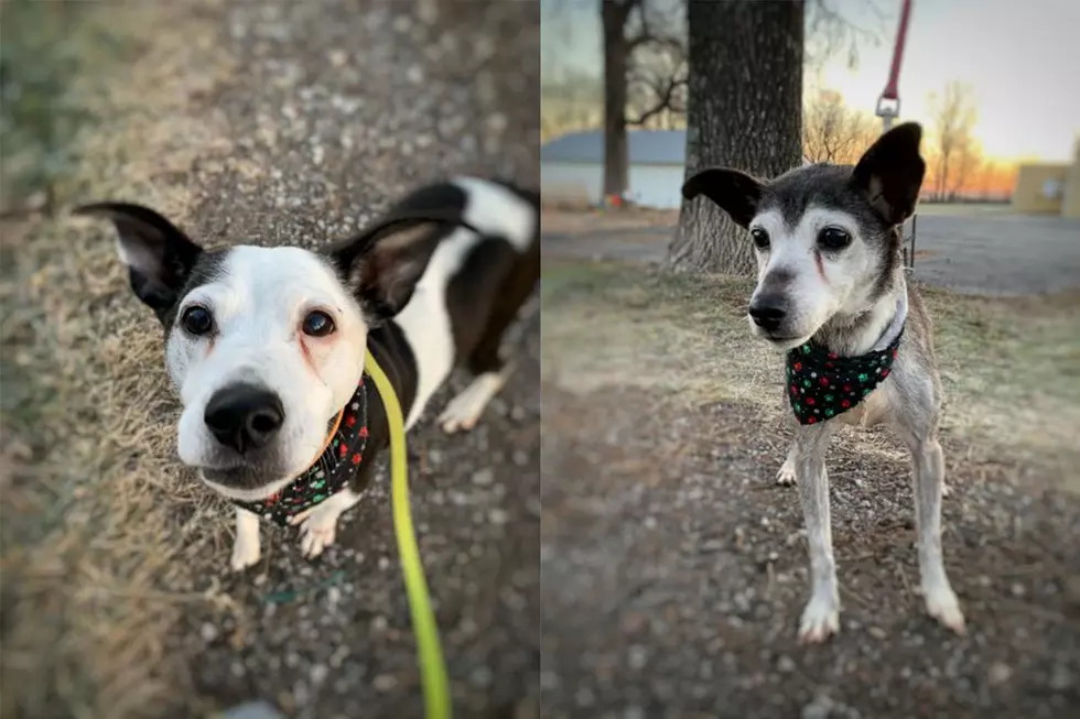 Two Senior Shelter Dogs Looking for Iowa Home to Retire Together