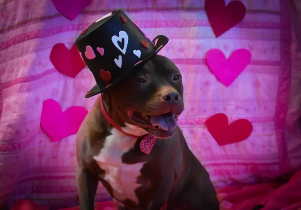 Send a Pup-a-Gram for Valentine's Day This Weekend!