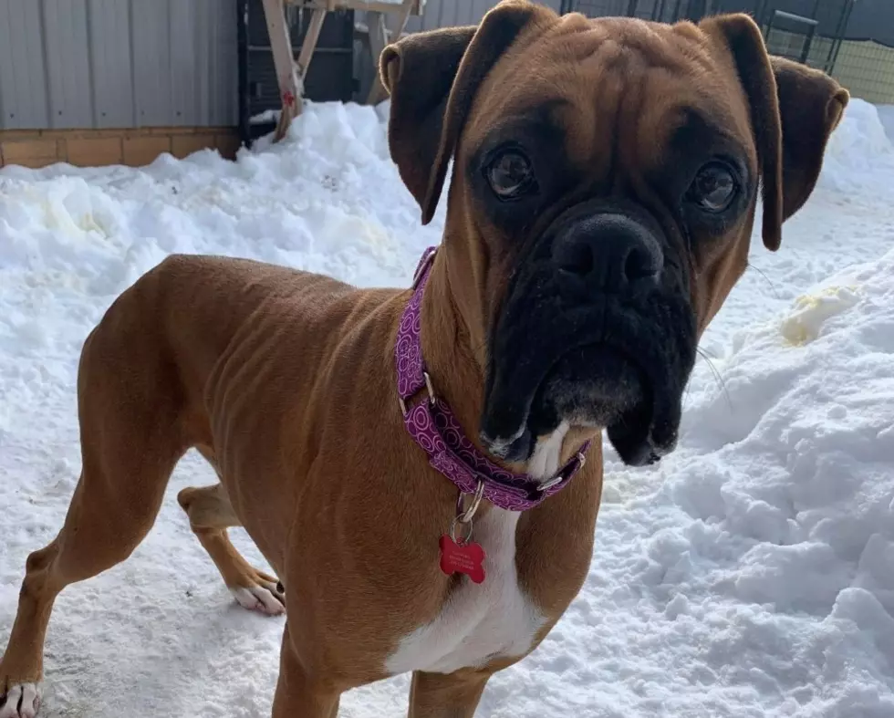 Meet Bebee the Boxer!