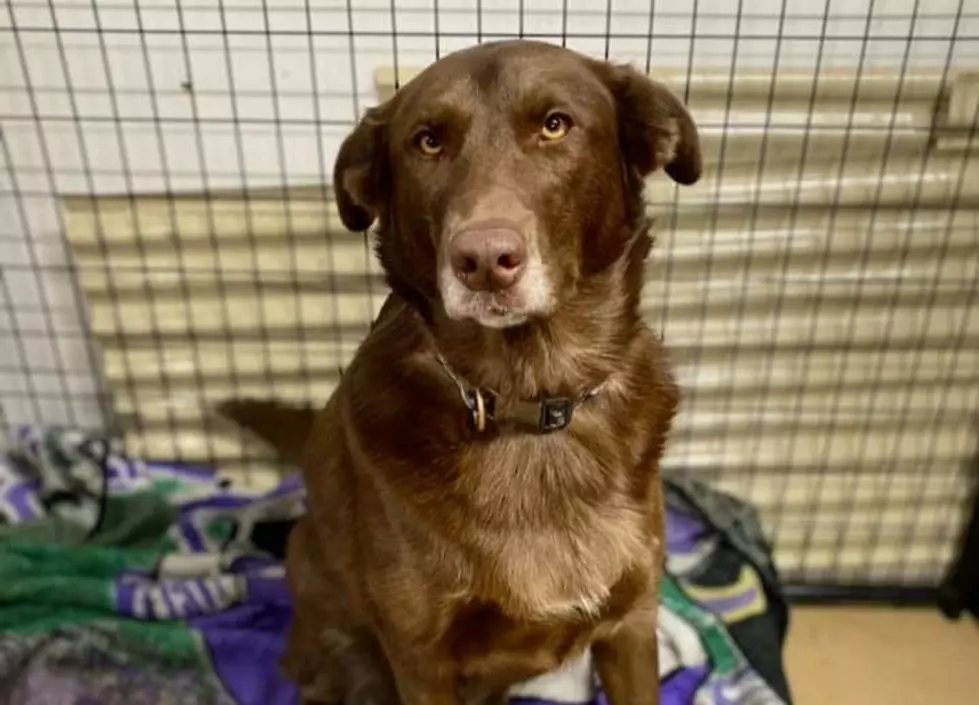 Our Furry Friday Dog is a Real Moose!