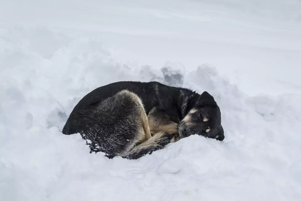 can a dog freeze to death