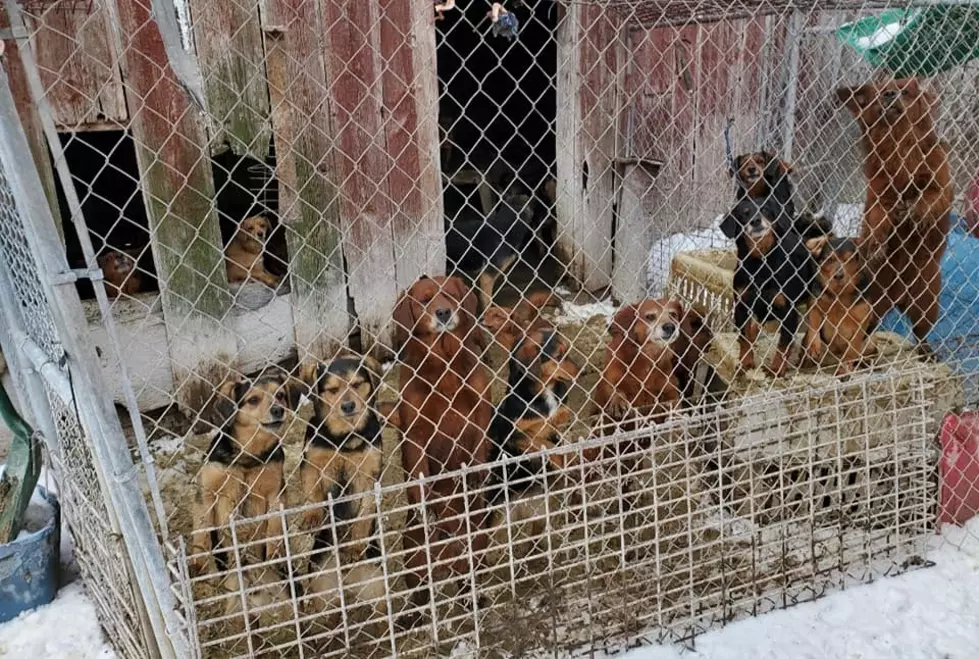 Over 50 Dogs Have Been Rescued From A Property In Marengo