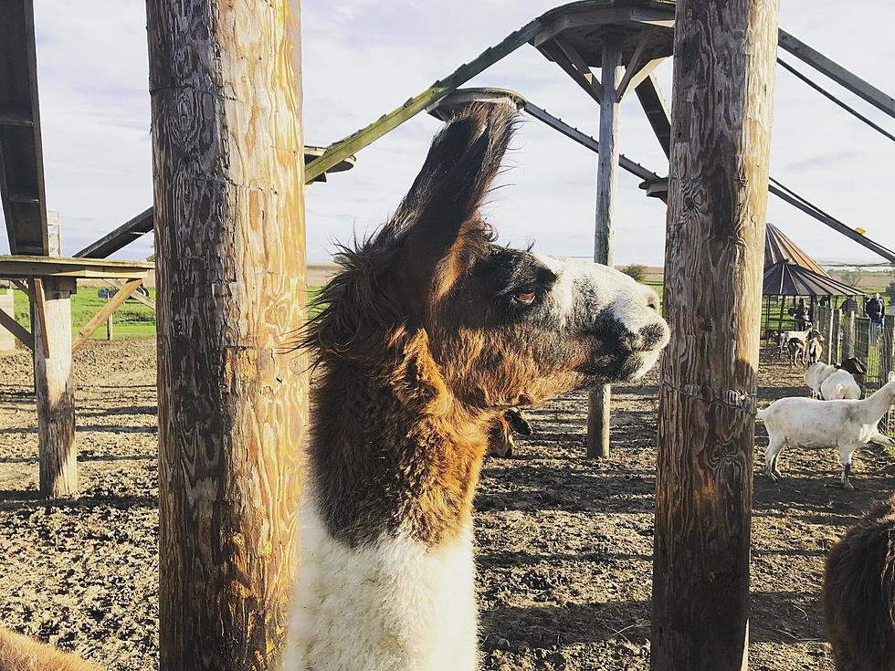 You Can Go Hiking With Llamas Here in Eastern Iowa