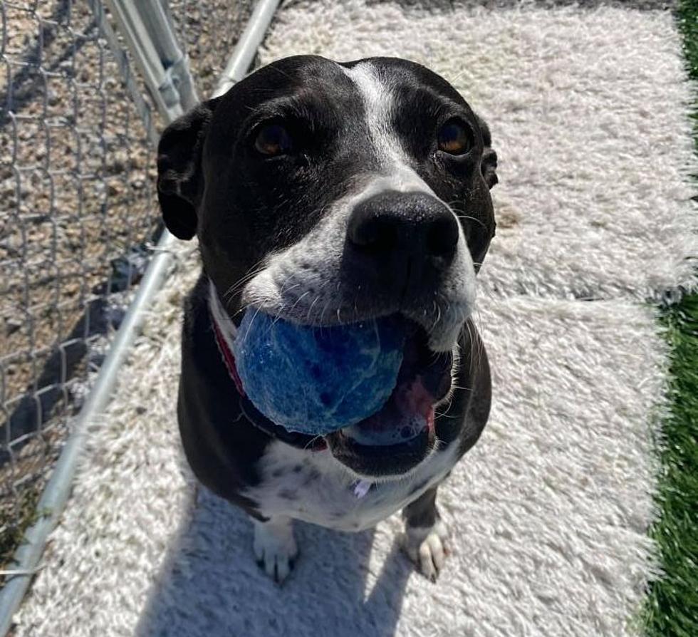 Jo Jo and Her Tennis Ball Want To Play!