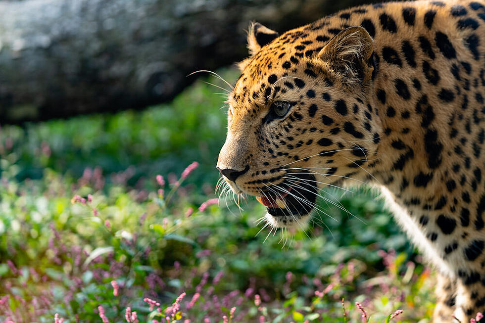 Popular Zoo Ready to Welcome Back Visitors