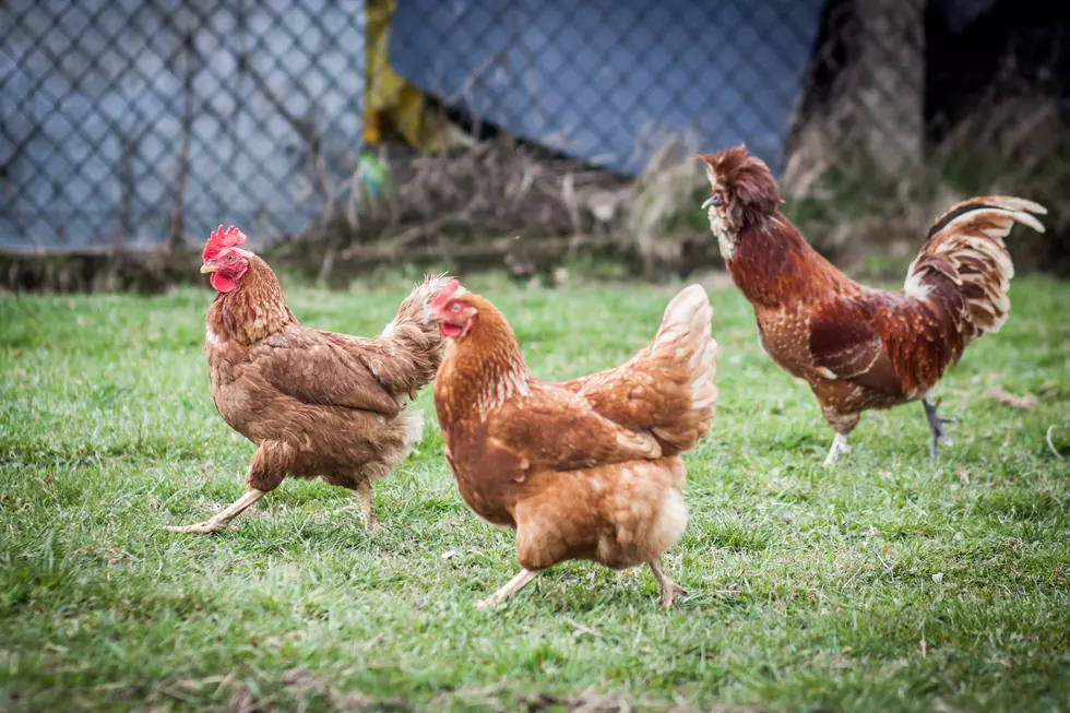 More Linn County Residents Allowed to Have Chickens