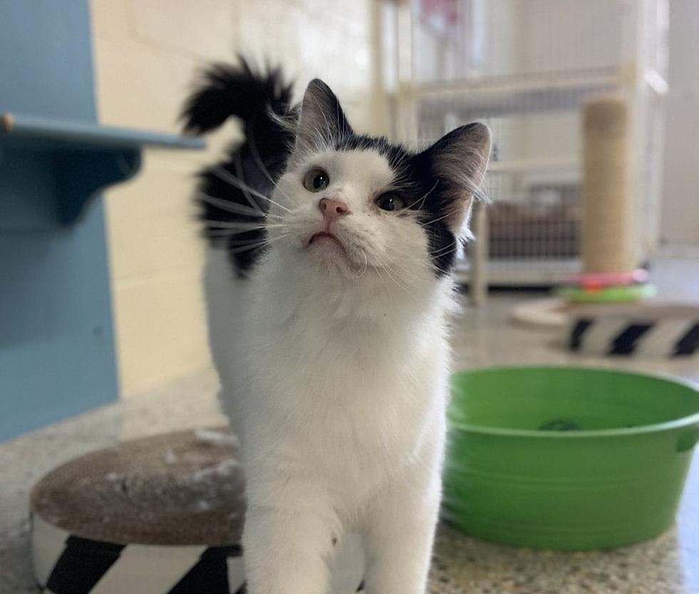 This &#8216;Sassy&#8217; Iowa Cat is Up For Adoption [PHOTOS]