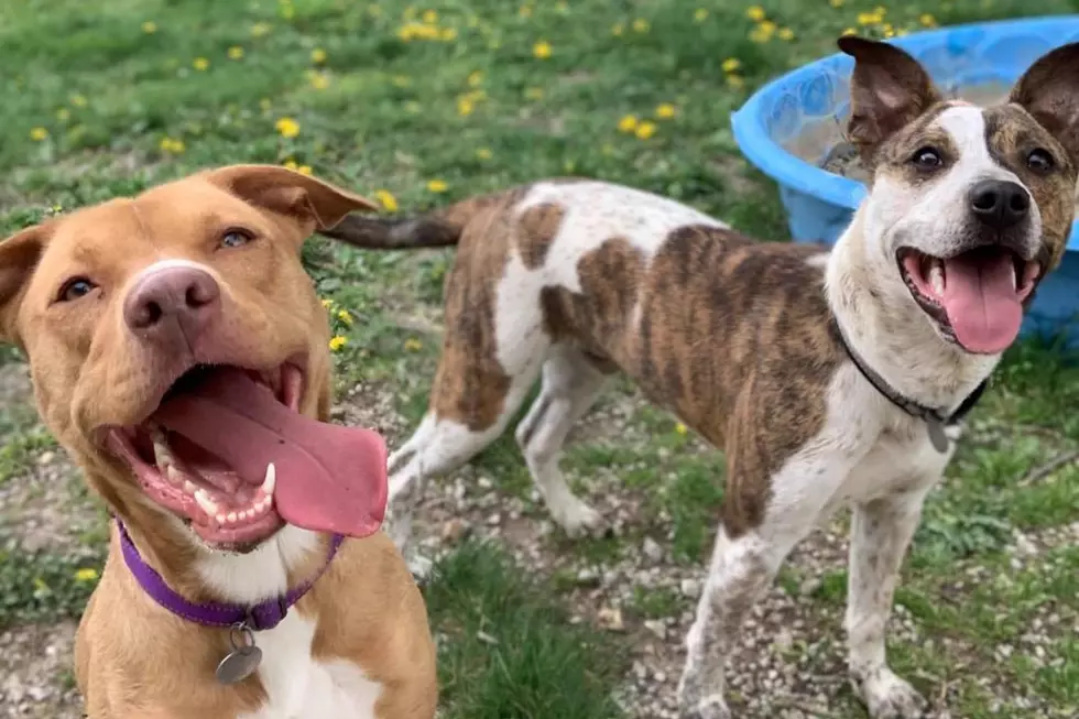 Two Canine BFFs That Bonded at Iowa Shelter Want to be Adopted Together