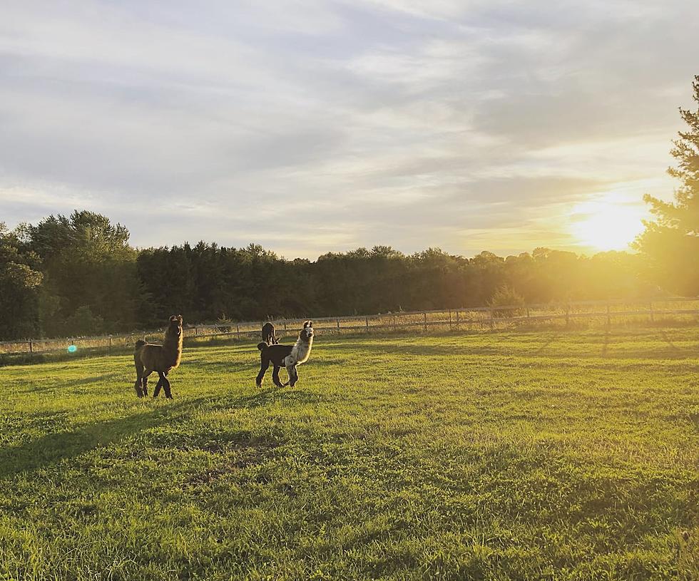 Iowa Airbnb Lets You Hangout With Llamas [GALLERY]