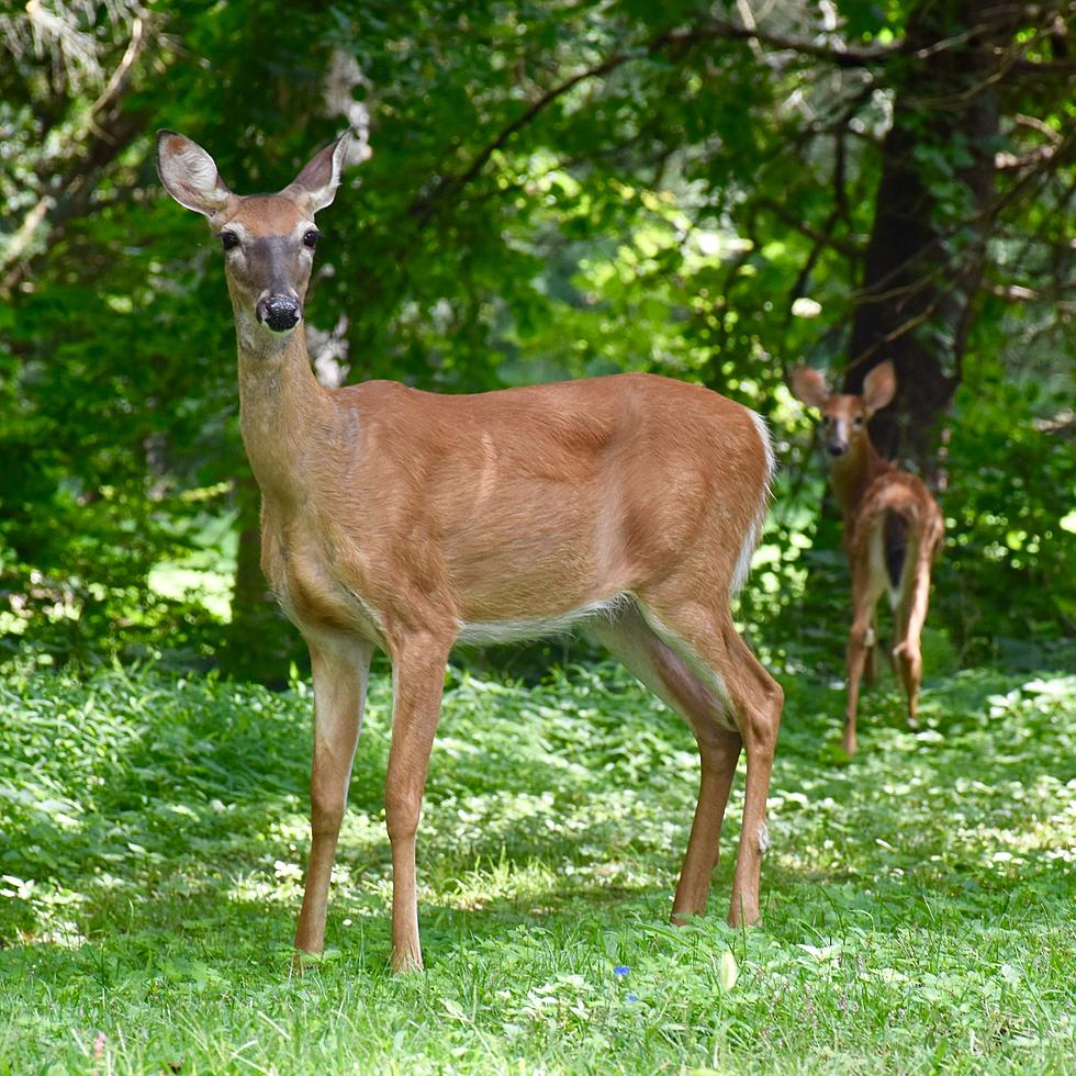 Cedar Rapids Sets Urban Deer Hunt 2021