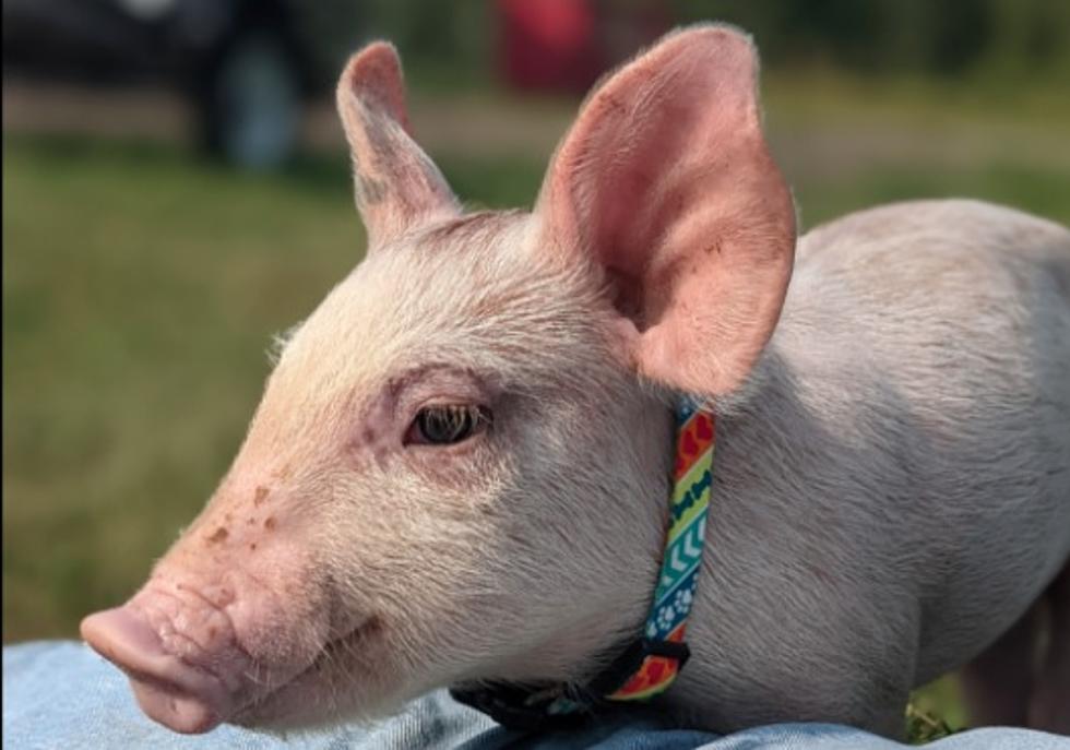 Baby Pig Found Abandoned Along I-80 Needs Your Help