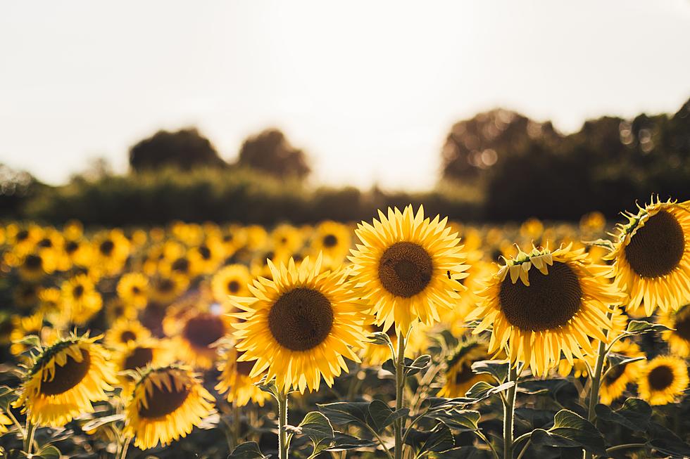 Acres of Sunflowers are Popping Up Across Eastern Iowa