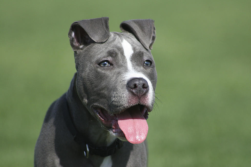 An Eastern Iowa City is Considering Reversing Its Ban on Pit Bulls