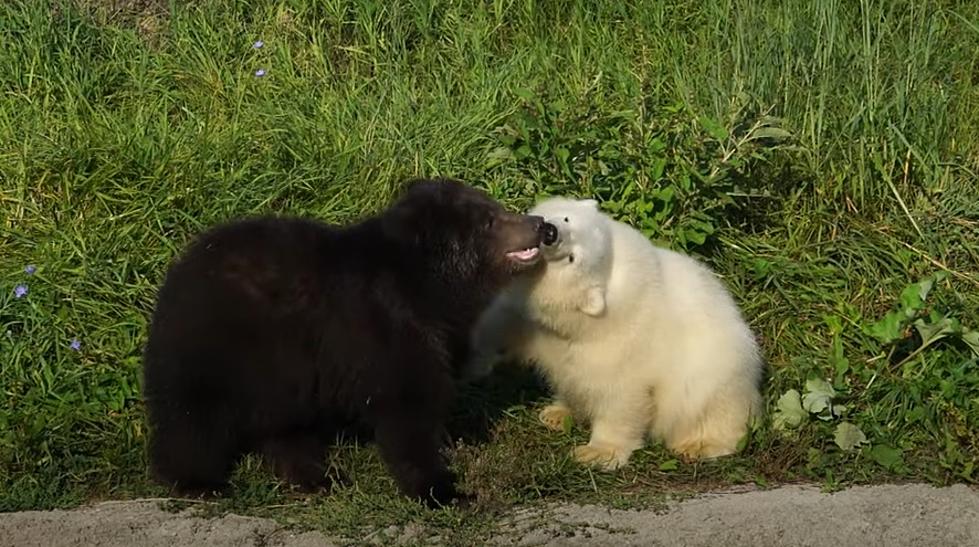 A Grizzly & Polar Bear Cub Have Become BFFs at a Midwest Zoo