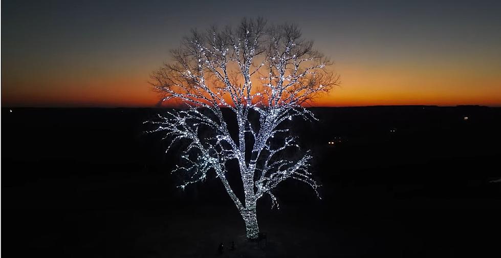 Incredible Transformation of Iowa’s Most Beautiful Tree [PHOTOS]