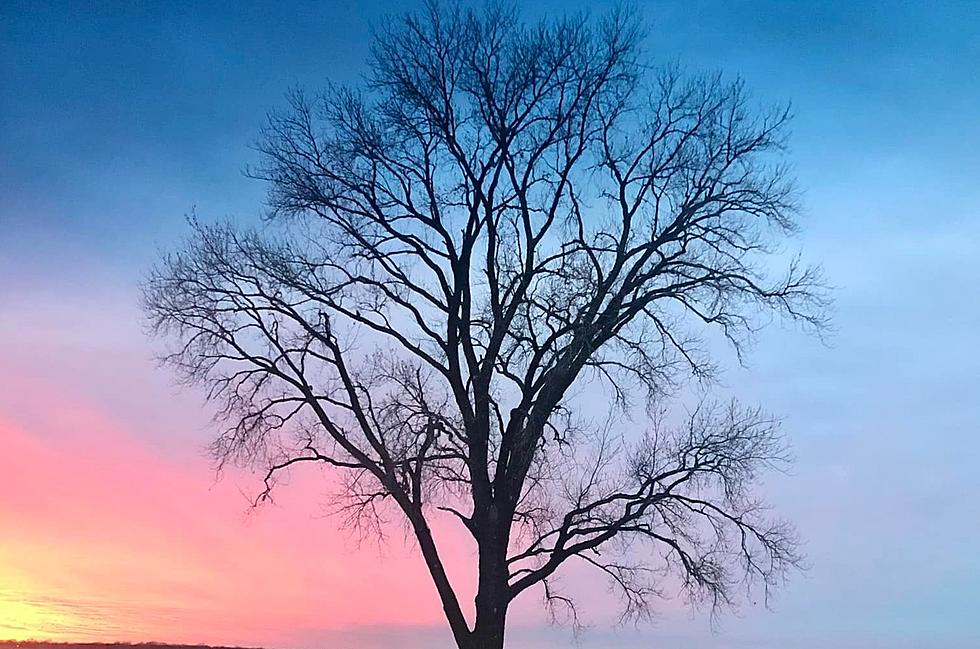 Incredible Transformation of Iowa&#8217;s Most Beautiful Tree [PHOTOS]