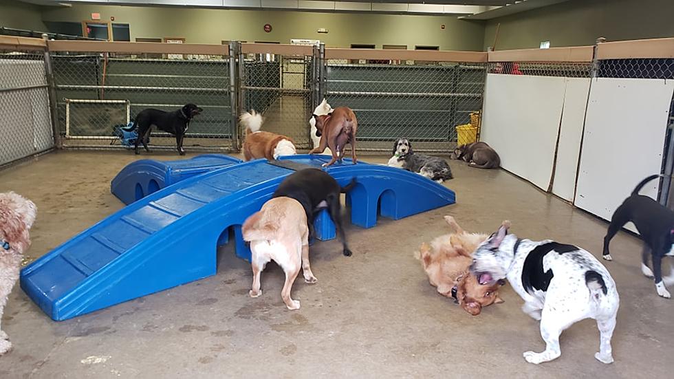 Longtime Hiawatha Dog Day Care & Boarding Business Has Closed