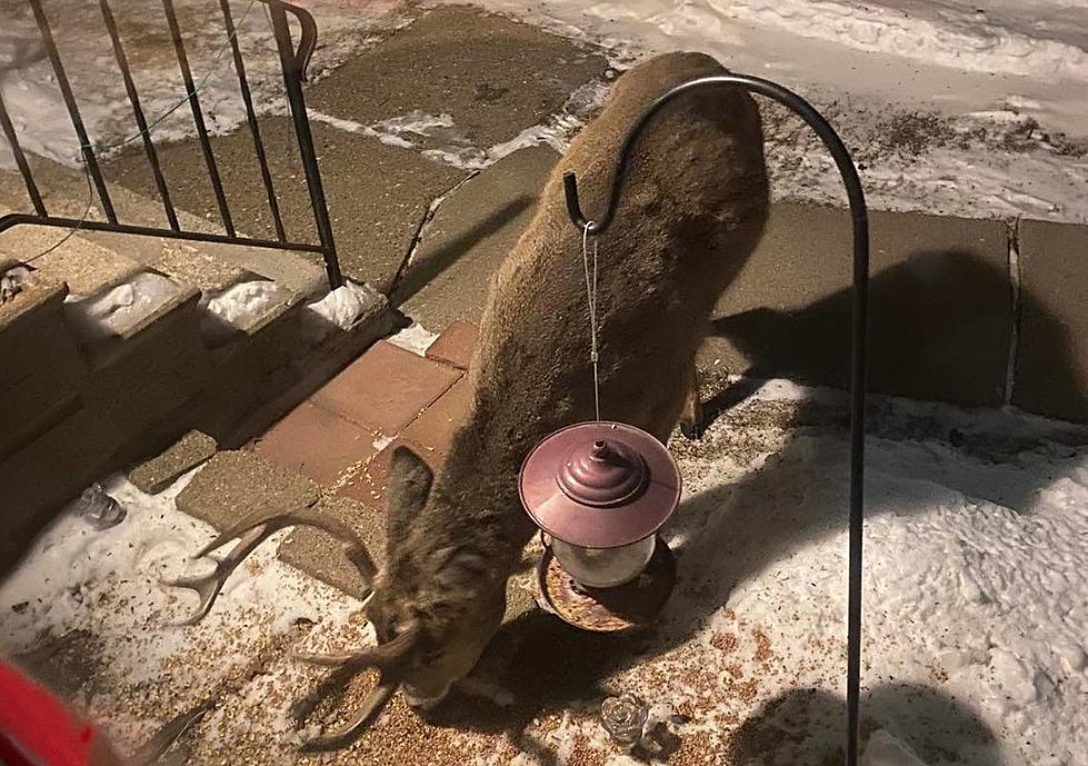 Beautiful Deer Comes to Front Door of Eastern Iowa Home [PHOTOS]