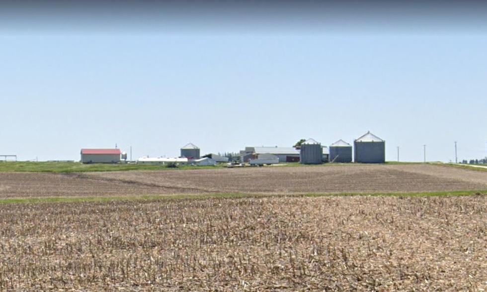 Man Arrested After Hundreds of Pigs Die From Neglect in Cedar Falls