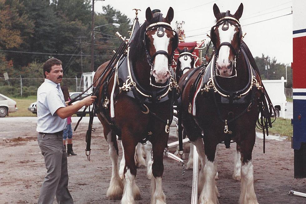 Eastern Iowa Man Was Lead Driver for the Budweiser Clydesdales