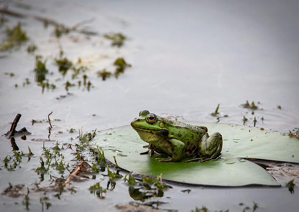 Cloudy With A Chance Of... Frogs?