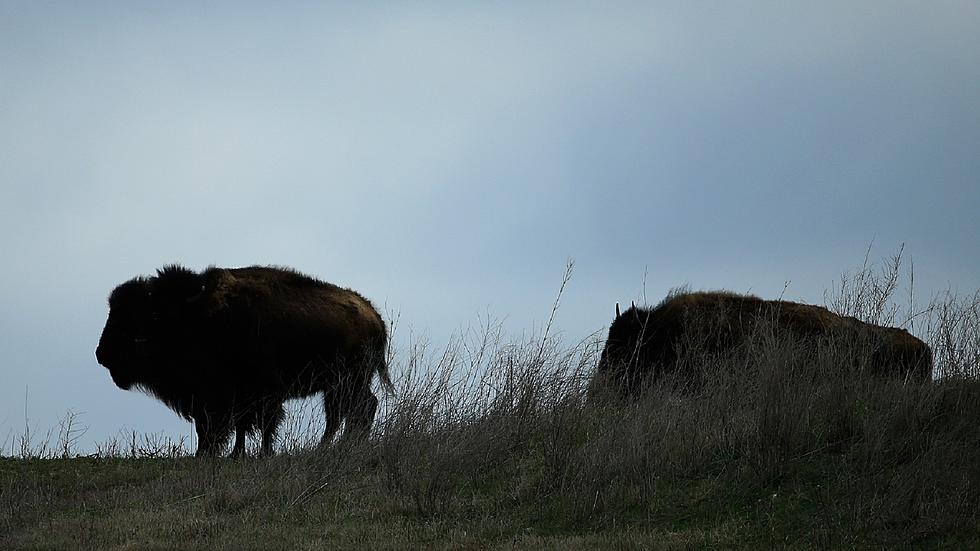 Iowa Could See World&#8217;s Longest Wildlife Crossing [WATCH]