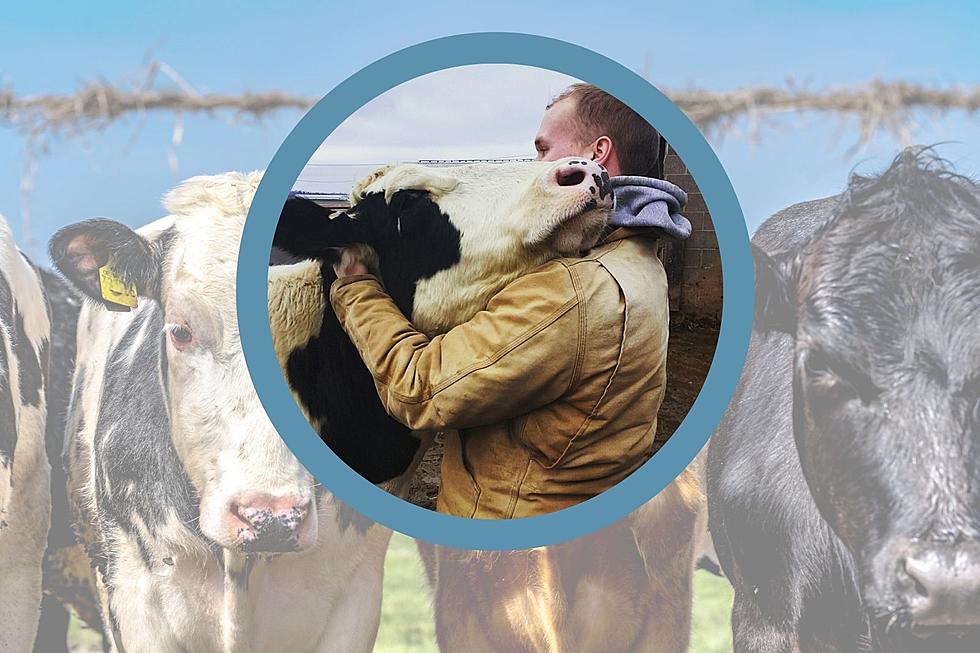 Iowa Dairy Farmer Has Huge Following for Videoing Daily Duties [WATCH]