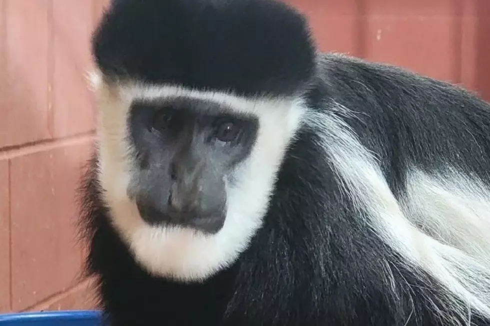 Popular Area Zoo Announces Birth of Baby Monkey & New Exhibit [PHOTO]